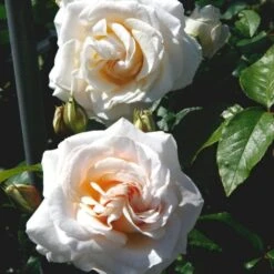 'Marvellous'™ Rosa X 'Marvellous'™ (Storblomstrende) A-Kvalitet,- Barrods Roser Min. 3 Grene 4 'Marvellous'™ Rosa X 'Marvellous'™ (Storblomstrende) A-Kvalitet,- Barrods Roser Min. 3 Grene -Plantetorvet p12765 51332 rosa x marvellous storblomstrende 42ba