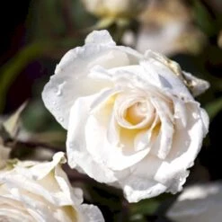 'Marvellous'™ Rosa X 'Marvellous'™ (Storblomstrende) A-Kvalitet,- Barrods Roser Min. 3 Grene 5 'Marvellous'™ Rosa X 'Marvellous'™ (Storblomstrende) A-Kvalitet,- Barrods Roser Min. 3 Grene -Plantetorvet p12765 51333 rosa x marvellous storblomstrende 5dad