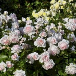 'Morten Korch' Rosa X 'Morten Korch' (Storblomstrende) A-Kvalitet,- Barrods Roser Min. 3 Grene -Plantetorvet p12767 51339 rosa x morten korch storblomstrende 2a39