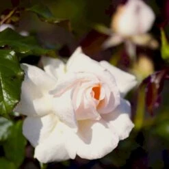 'Morten Korch' Rosa X 'Morten Korch' (Storblomstrende) A-Kvalitet,- Barrods Roser Min. 3 Grene -Plantetorvet p12767 51340 rosa x morten korch storblomstrende d39c