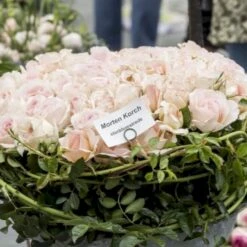 'Morten Korch' Rosa X 'Morten Korch' (Storblomstrende) A-Kvalitet,- Barrods Roser Min. 3 Grene -Plantetorvet p12767 51341 rosa x morten korch storblomstrende 736b