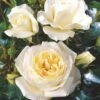 'Monsoon'™ Rosa X 'Monsoon'™ (Storblomstrende) A-Kvalitet,- Barrods Roser Min. 3 Grene -Plantetorvet p12769 51336 rosa x monsoon storblomstrende d59c