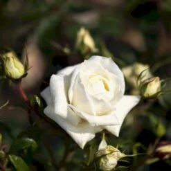 'Monsoon'™ Rosa X 'Monsoon'™ (Storblomstrende) A-Kvalitet,- Barrods Roser Min. 3 Grene -Plantetorvet p12769 51337 rosa x monsoon storblomstrende a275