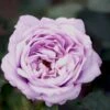 'Twice In A Blue Moon'® Rosa X 'Twice In A Blue Moon'® (Storblomstrende) A-Kvalitet,- Barrods Roser Min. 3 Grene 2 'Twice In A Blue Moon'® Rosa X 'Twice In A Blue Moon'® (Storblomstrende) A-Kvalitet,- Barrods Roser Min. 3 Grene -Plantetorvet p12776 51403 rosa x twice in a blue moon storblomstrende afd5