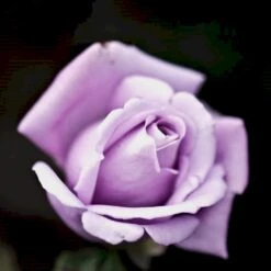 'Twice In A Blue Moon'® Rosa X 'Twice In A Blue Moon'® (Storblomstrende) A-Kvalitet,- Barrods Roser Min. 3 Grene -Plantetorvet p12776 51404 rosa x twice in a blue moon storblomstrende 6a4d