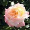 'Aquarell'® Rosa X 'Aquarell'® (Storblomstrende) A-Kvalitet,- Barrods Roser Min. 3 Grene -Plantetorvet p12779 53336 rosa x aquarell storblomstrende 37a5