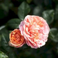 'Chippendale'® Rosa X 'Chippendale'® (Storblomstrende) A-Kvalitet,- Barrods Roser Min. 3 Grene 4 'Chippendale'® Rosa X 'Chippendale'® (Storblomstrende) A-Kvalitet,- Barrods Roser Min. 3 Grene -Plantetorvet p12787 51231 rosa x chippendale storblomstrende 0a10