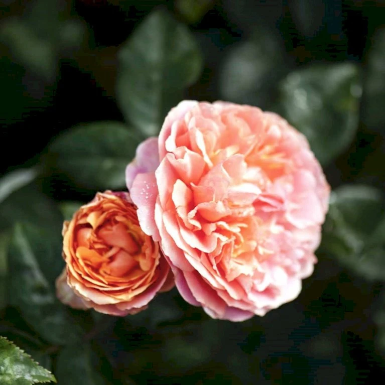 'Chippendale'® Rosa X 'Chippendale'® (Storblomstrende) A-Kvalitet,- barrods roser min. 3 grene 'Chippendale'® Rosa X 'Chippendale'® (Storblomstrende) A-Kvalitet,- Barrods Roser Min. 3 Grene -Plantetorvet p12787 51231 rosa x chippendale storblomstrende 0a10