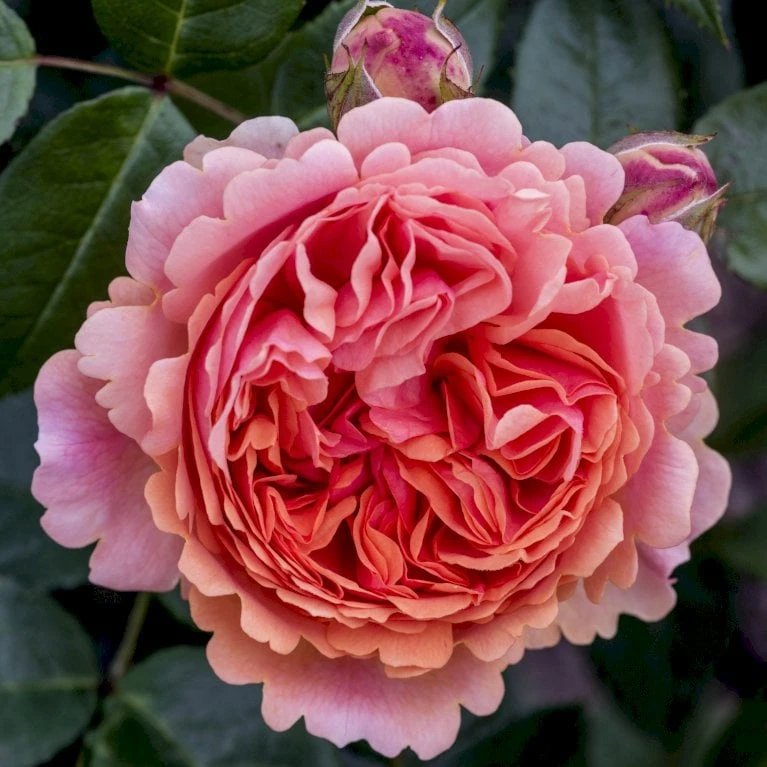 'Chippendale'® Rosa X 'Chippendale'® (Storblomstrende) A-Kvalitet,- barrods roser min. 3 grene 'Chippendale'® Rosa X 'Chippendale'® (Storblomstrende) A-Kvalitet,- Barrods Roser Min. 3 Grene -Plantetorvet p12787 53969 rosa x chippendale storblomstrende 51cd