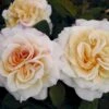 'Comtessa'® Rosa X 'Comtessa'® (storblomstrende) A-Kvalitet,- Barrods Roser Min. 3 Grene 2 'Comtessa'® Rosa X 'Comtessa'® (storblomstrende) A-Kvalitet,- Barrods Roser Min. 3 Grene -Plantetorvet p12788 54019 rosa x comtessa storblomstrende 578c