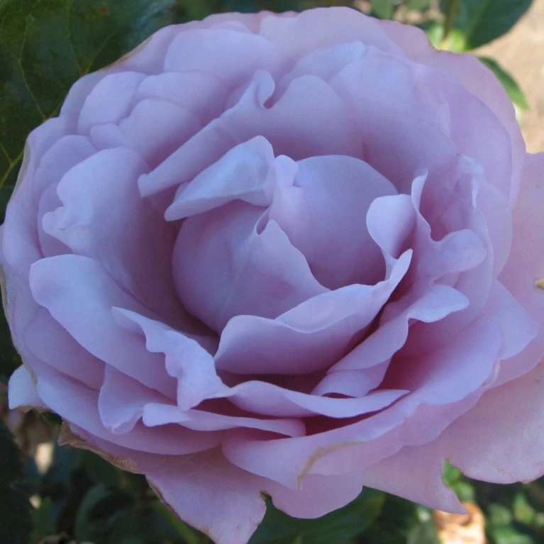 'Oiseau Bleu' Rosa X 'Oiseau Bleu' (Storblomstrende) A-Kvalitet,- barrods roser min. 3 grene 'Oiseau Bleu' Rosa X 'Oiseau Bleu' (Storblomstrende) A-Kvalitet,- Barrods Roser Min. 3 Grene -Plantetorvet p12797 53343 rosa x oiseau bleu storblomstrende ff8f