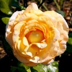 'Scented Memory'™ Rosa X 'Scented Memory'™ (Storblomstrende) A-Kvalitet,- Barrods Roser Min. 3 Grene