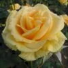 'Wonderful'™ Rosa X 'Wonderful'™ (Storblomstrende) A-Kvalitet,- Barrods Roser Min. 3 Grene 1 'Wonderful'™ Rosa X 'Wonderful'™ (Storblomstrende) A-Kvalitet,- Barrods Roser Min. 3 Grene -Plantetorvet p12805 51411 rosa x wonderful storblomstrende 2b7e