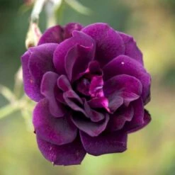 'Burgundy Ice' Rosa X 'Burgundy Ice' (Buketrose) A-Kvalitet,- Barrods Roser Min. 3 Grene