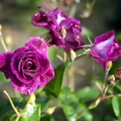 'Burgundy Ice' Rosa X 'Burgundy Ice' (Buketrose) A-Kvalitet,- Barrods Roser Min. 3 Grene 4 'Burgundy Ice' Rosa X 'Burgundy Ice' (Buketrose) A-Kvalitet,- Barrods Roser Min. 3 Grene -Plantetorvet p12818 51452 rosa x burgundy ice buketrose 088d