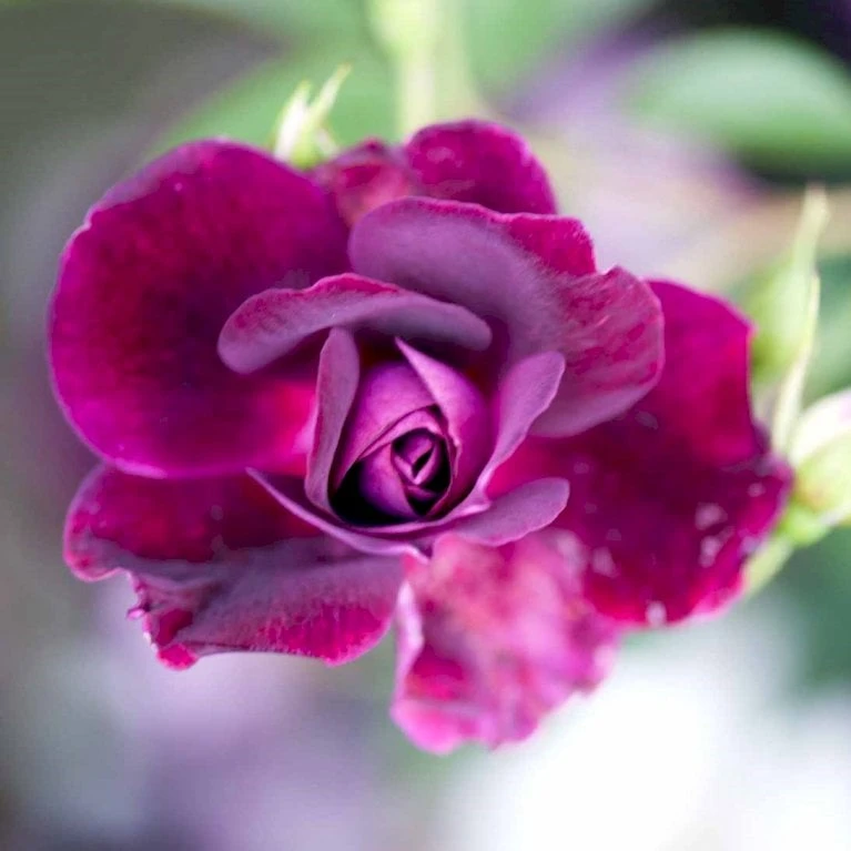 'Burgundy Ice' Rosa X 'Burgundy Ice' (Buketrose) A-Kvalitet,- barrods roser min. 3 grene 'Burgundy Ice' Rosa X 'Burgundy Ice' (Buketrose) A-Kvalitet,- Barrods Roser Min. 3 Grene -Plantetorvet p12818 51453 rosa x burgundy ice buketrose c146