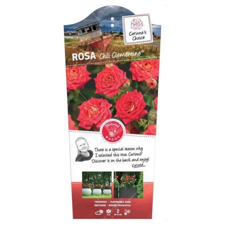 'Chili Clementine' Rosa X 'Chili Clementine' 3,0 liter potte 'Chili Clementine' Rosa X 'Chili Clementine' 3,0 Liter Potte -Plantetorvet p12819 38637 image ad87