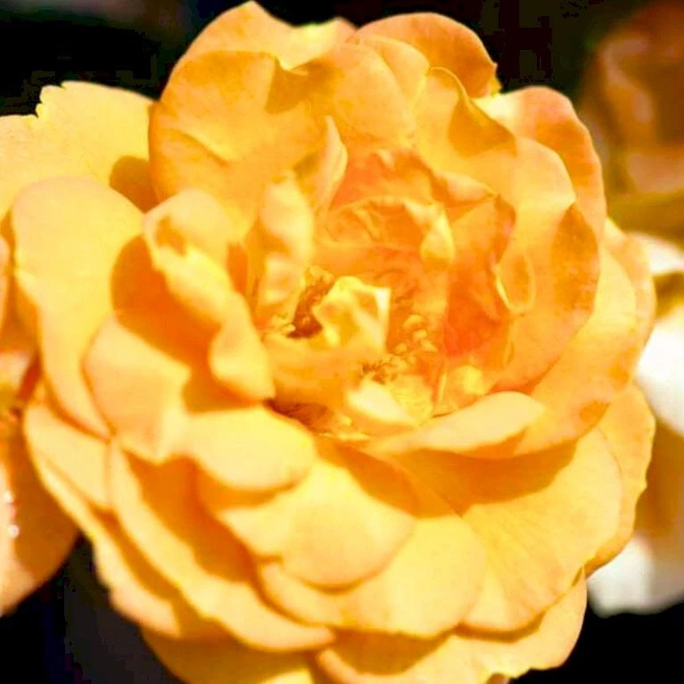 'Goldelse'® Rosa X 'Goldelse'® (Buketrose) A-Kvalitet,- barrods roser min. 3 grene 'Goldelse'® Rosa X 'Goldelse'® (Buketrose) A-Kvalitet,- Barrods Roser Min. 3 Grene -Plantetorvet p12826 51510 rosa x goldelse buketrose e1c7