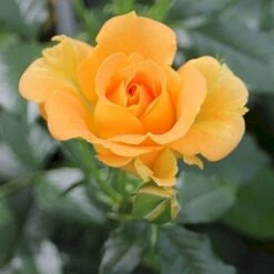 'Goldelse'® Rosa X 'Goldelse'® (Buketrose) A-Kvalitet,- Barrods Roser Min. 3 Grene 5 'Goldelse'® Rosa X 'Goldelse'® (Buketrose) A-Kvalitet,- Barrods Roser Min. 3 Grene -Plantetorvet p12826 51511 rosa x goldelse buketrose ed41