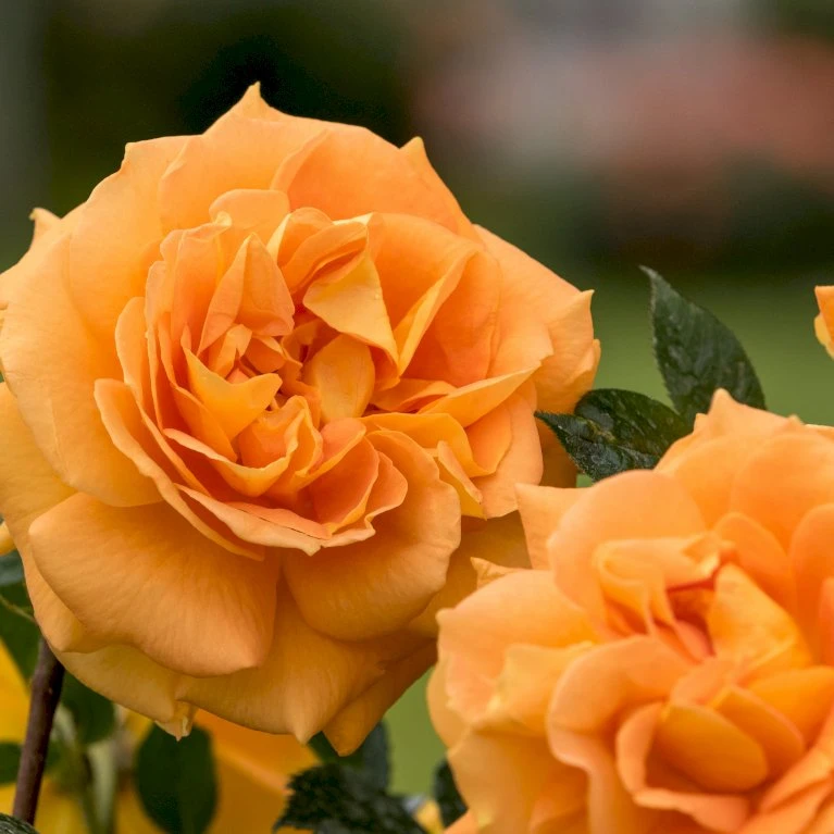 'Goldelse'® Rosa X 'Goldelse'® (Buketrose) A-Kvalitet,- barrods roser min. 3 grene 'Goldelse'® Rosa X 'Goldelse'® (Buketrose) A-Kvalitet,- Barrods Roser Min. 3 Grene -Plantetorvet p12826 53973 rosa x goldelse buketrose a906