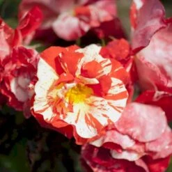 'Hanky Panky' Rosa X 'Hanky Panky' (Buketrose) A-Kvalitet,- Barrods Roser Min. 3 Grene 4 'Hanky Panky' Rosa X 'Hanky Panky' (Buketrose) A-Kvalitet,- Barrods Roser Min. 3 Grene -Plantetorvet p12830 51517 rosa x hanky panky buketrose 82e6