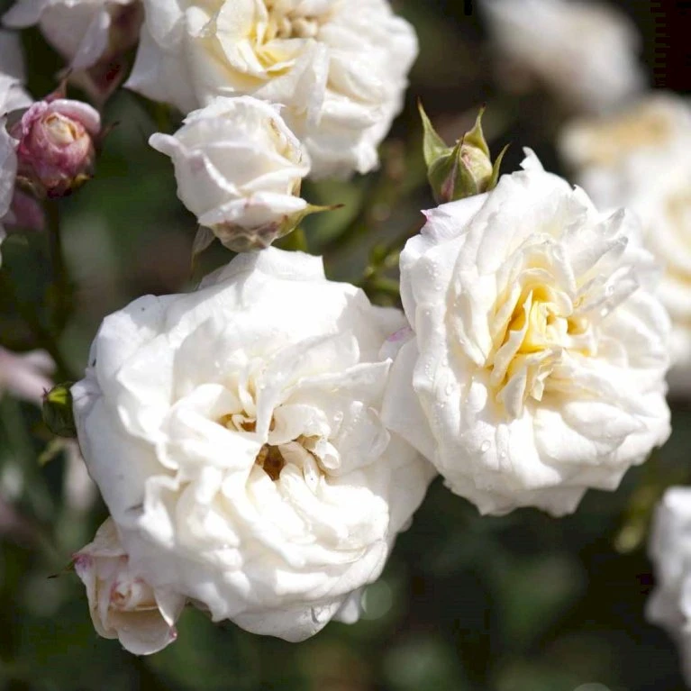 'Honeymilk'® Rosa X 'Honeymilk'® (Bunddækkerose) A-Kvalitet,- barrods roser min. 3 grene 'Honeymilk'® Rosa X 'Honeymilk'® (Bunddækkerose) A-Kvalitet,- Barrods Roser Min. 3 Grene -Plantetorvet p12831 51532 rosa x honeymilk bunddaekkerose e04e