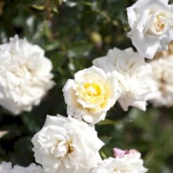 'Honeymilk'® Rosa X 'Honeymilk'® (Bunddækkerose) A-Kvalitet,- Barrods Roser Min. 3 Grene 4 'Honeymilk'® Rosa X 'Honeymilk'® (Bunddækkerose) A-Kvalitet,- Barrods Roser Min. 3 Grene -Plantetorvet p12831 51533 rosa x honeymilk bunddaekkerose bdea