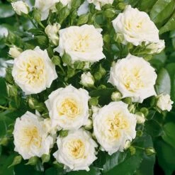 'Honeymilk'® Rosa X 'Honeymilk'® (Bunddækkerose) A-Kvalitet,- Barrods Roser Min. 3 Grene 5 'Honeymilk'® Rosa X 'Honeymilk'® (Bunddækkerose) A-Kvalitet,- Barrods Roser Min. 3 Grene -Plantetorvet p12831 53977 rosa x honeymilk bunddaekkerose 06e4