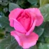 'Jack Wood' Rosa X 'Jack Wood' (buketrose) A-Kvalitet,- Barrods Roser Min. 3 Grene