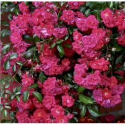 'Lovely Fairy' Rosa X 'Lovely Fairy' (bunddækkerose) 3,0 Liter Potte 4 'Lovely Fairy' Rosa X 'Lovely Fairy' (bunddækkerose) 3,0 Liter Potte -Plantetorvet p12836 41134 rosa x lovely fairy bunddaekkerose 18ad