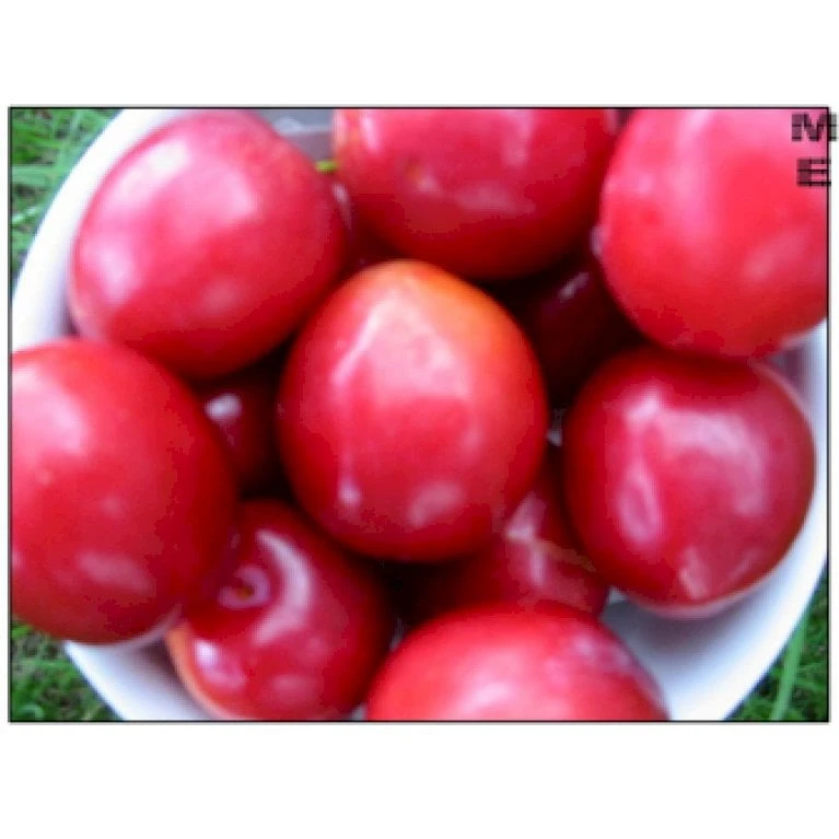 Mirabel 'Komet' Prunus Cerasifera 'Komet' 4-8 grene, Potte 10 liter, 140-180 cm. (P.CER) Mirabel 'Komet' Prunus Cerasifera 'Komet' 4-8 Grene, Potte 10 Liter, 140-180 Cm. (P.CER) -Plantetorvet p12846 7541 prunus cerasifera komet 908a