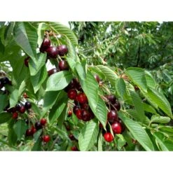 Sød Kirsebær 'Skeena' - Selvbestøvende Prunus X 'Skeena' - Selvbestøvende Dværgtræ, 3-5 Grene, 6,7 Liter Potte, 80-100 Cm. -Plantetorvet p12847 7547 prunus x skeena selvbestoevende 73fe