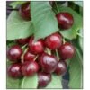 Sød Kirsebær 'Sweetheart' - Selvbestøvende Prunus X 'Sweetheart' - Selvbestøvende Dværgtræ, 3-5 Grene, 6,7 Liter Potte, 80-100 Cm. 1 Sød Kirsebær 'Sweetheart' - Selvbestøvende Prunus X 'Sweetheart' - Selvbestøvende Dværgtræ, 3-5 Grene, 6,7 Liter Potte, 80-100 Cm. -Plantetorvet p12848 7543 prunus x sweetheart selvbestoevende 3107