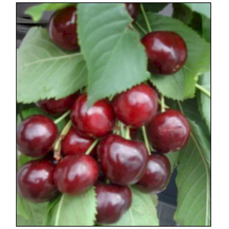 Sød Kirsebær 'Sweetheart' - Selvbestøvende Prunus X 'Sweetheart' - Selvbestøvende Dværgtræ, 3-5 grene, 6,7 liter potte, 80-100 cm. Sød Kirsebær 'Sweetheart' - Selvbestøvende Prunus X 'Sweetheart' - Selvbestøvende Dværgtræ, 3-5 Grene, 6,7 Liter Potte, 80-100 Cm. -Plantetorvet p12848 7543 prunus x sweetheart selvbestoevende 3107