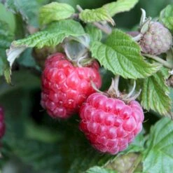 Sommer Hindbær 'Glen Ample'® Rubus Idaeus 'Glen Ample'® Barrods,- 8-10 Mm. Rodhals. -Plantetorvet p12853 50663 rubus idaeus glen ample b029