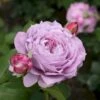 'Novalis'® Rosa X 'Novalis'® (Buketrose) A-Kvalitet,- Barrods Roser Min. 3 Grene 1 'Novalis'® Rosa X 'Novalis'® (Buketrose) A-Kvalitet,- Barrods Roser Min. 3 Grene -Plantetorvet p12865 51638 rosa x novalis add9