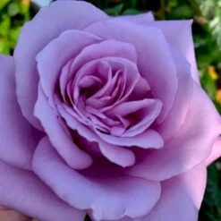 'Novalis'® Rosa X 'Novalis'® (Buketrose) A-Kvalitet,- Barrods Roser Min. 3 Grene 4 'Novalis'® Rosa X 'Novalis'® (Buketrose) A-Kvalitet,- Barrods Roser Min. 3 Grene -Plantetorvet p12865 51639 rosa x novalis a76d