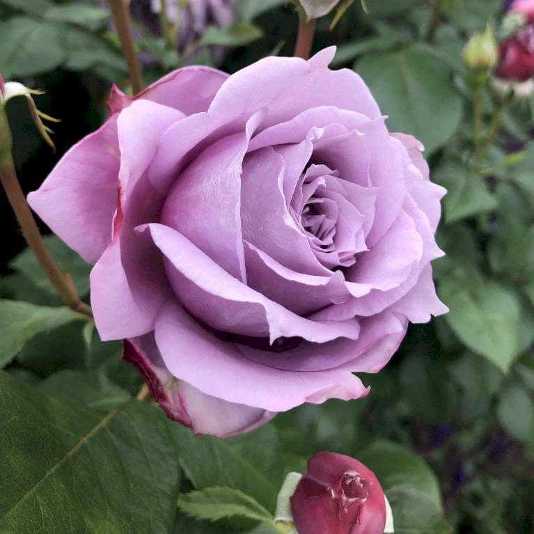 'Novalis'® Rosa X 'Novalis'® (Buketrose) A-Kvalitet,- barrods roser min. 3 grene 'Novalis'® Rosa X 'Novalis'® (Buketrose) A-Kvalitet,- Barrods Roser Min. 3 Grene -Plantetorvet p12865 53615 rosa x novalis buketrose 4290