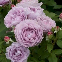 'Novalis'® Rosa X 'Novalis'® (Buketrose) A-Kvalitet,- Barrods Roser Min. 3 Grene 7 'Novalis'® Rosa X 'Novalis'® (Buketrose) A-Kvalitet,- Barrods Roser Min. 3 Grene -Plantetorvet p12865 53617 rosa x novalis buketrose 4cd3