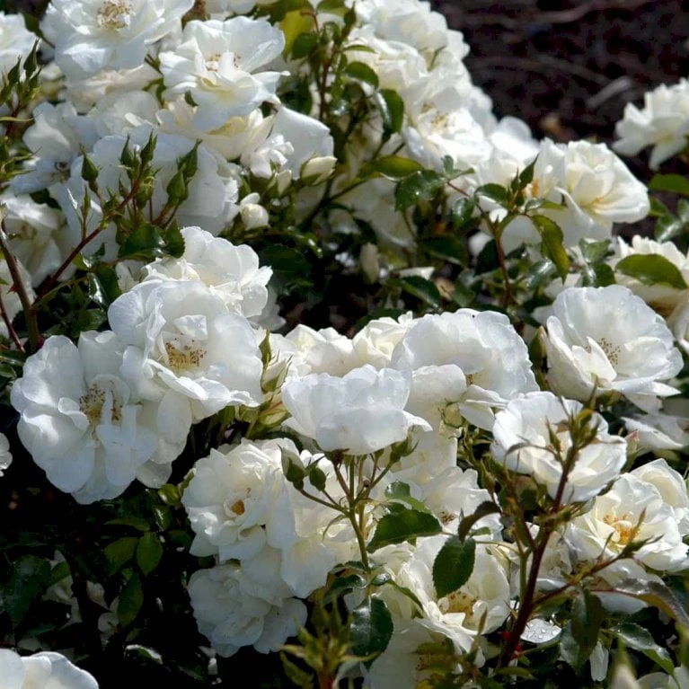 'Schneeflocke' Rosa X 'Schneeflocke' (Buketrose) A-Kvalitet,- barrods roser min. 3 grene 'Schneeflocke' Rosa X 'Schneeflocke' (Buketrose) A-Kvalitet,- Barrods Roser Min. 3 Grene -Plantetorvet p12867 51699 rosa x schneeflocke buketrose 8533