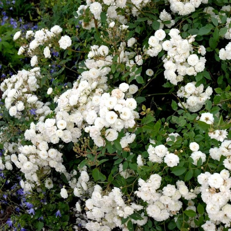 'Schneeflocke' Rosa X 'Schneeflocke' (Buketrose) A-Kvalitet,- barrods roser min. 3 grene 'Schneeflocke' Rosa X 'Schneeflocke' (Buketrose) A-Kvalitet,- Barrods Roser Min. 3 Grene -Plantetorvet p12867 51700 rosa x schneeflocke buketrose 211e