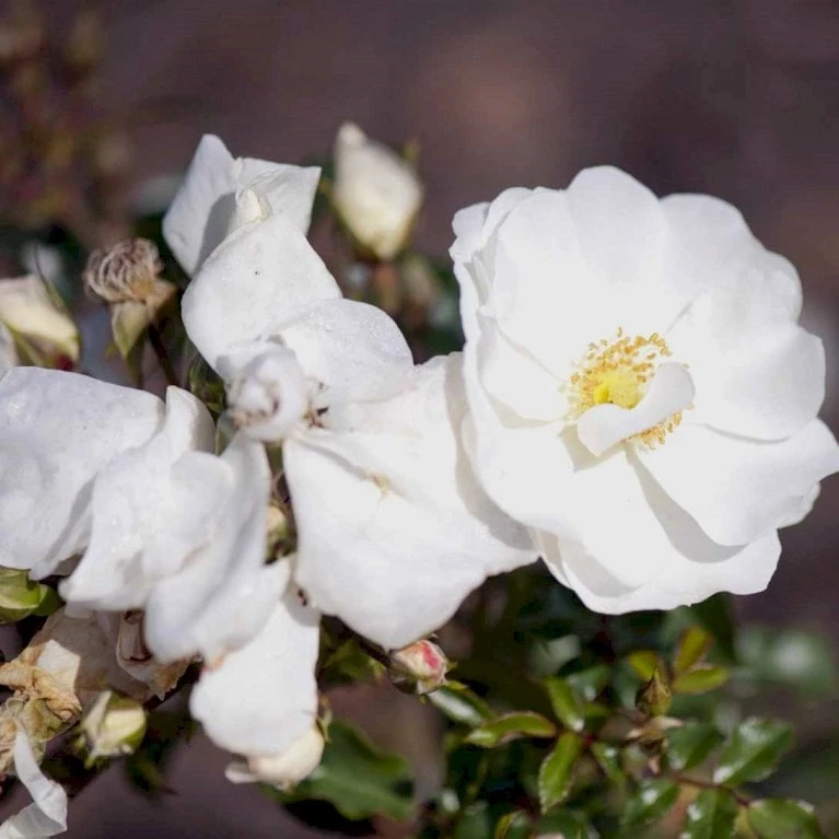 'Schneeflocke' Rosa X 'Schneeflocke' (Buketrose) A-Kvalitet,- barrods roser min. 3 grene 'Schneeflocke' Rosa X 'Schneeflocke' (Buketrose) A-Kvalitet,- Barrods Roser Min. 3 Grene -Plantetorvet p12867 51701 rosa x schneeflocke buketrose 7b86