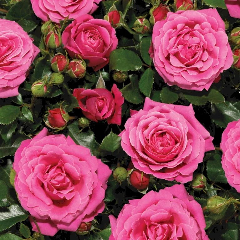 'Cardiff'™ Rosa X 'Cardiff'™ (Slotsrose) A-Kvalitet,- barrods roser min. 3 grene 'Cardiff'™ Rosa X 'Cardiff'™ (Slotsrose) A-Kvalitet,- Barrods Roser Min. 3 Grene -Plantetorvet p12874 51769 rosa x cardiff slotsrose ba3e