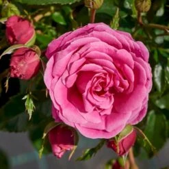 'Cardiff'™ Rosa X 'Cardiff'™ (Slotsrose) A-Kvalitet,- Barrods Roser Min. 3 Grene 5 'Cardiff'™ Rosa X 'Cardiff'™ (Slotsrose) A-Kvalitet,- Barrods Roser Min. 3 Grene -Plantetorvet p12874 51771 rosa x cardiff slotsrose 6db0
