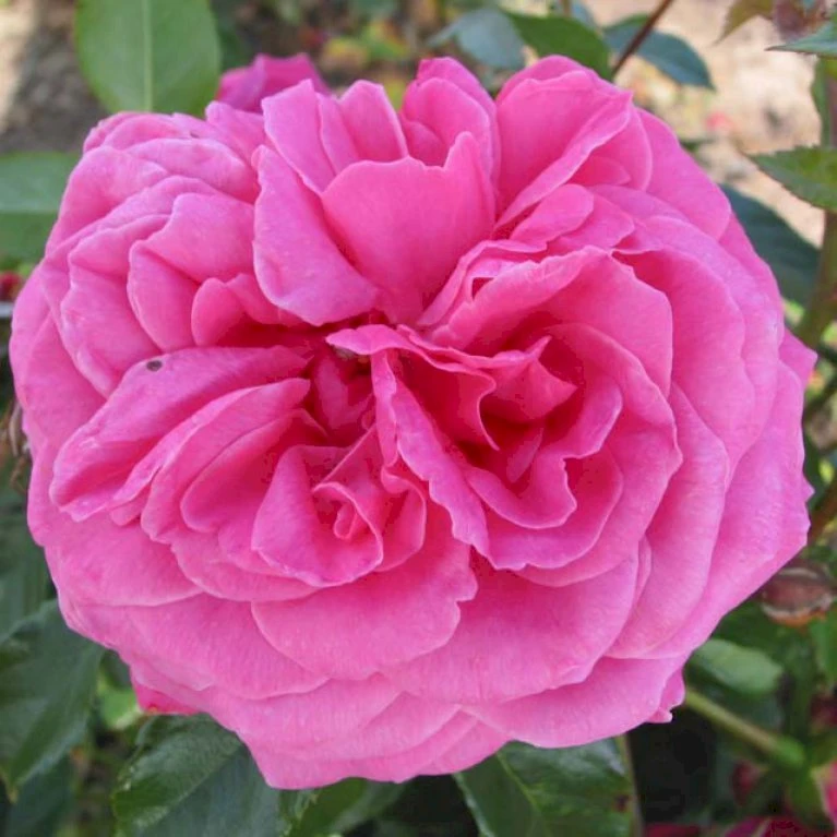 'Cardiff'™ Rosa X 'Cardiff'™ (Slotsrose) A-Kvalitet,- barrods roser min. 3 grene 'Cardiff'™ Rosa X 'Cardiff'™ (Slotsrose) A-Kvalitet,- Barrods Roser Min. 3 Grene -Plantetorvet p12874 51773 rosa x cardiff slotsrose 5576