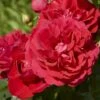 'Grenada'™ Rosa X 'Grenada'™ (Slotsrose) A-Kvalitet,- Barrods Roser Min. 3 Grene -Plantetorvet p12877 51794 rosa x grenada slotsrose 4528