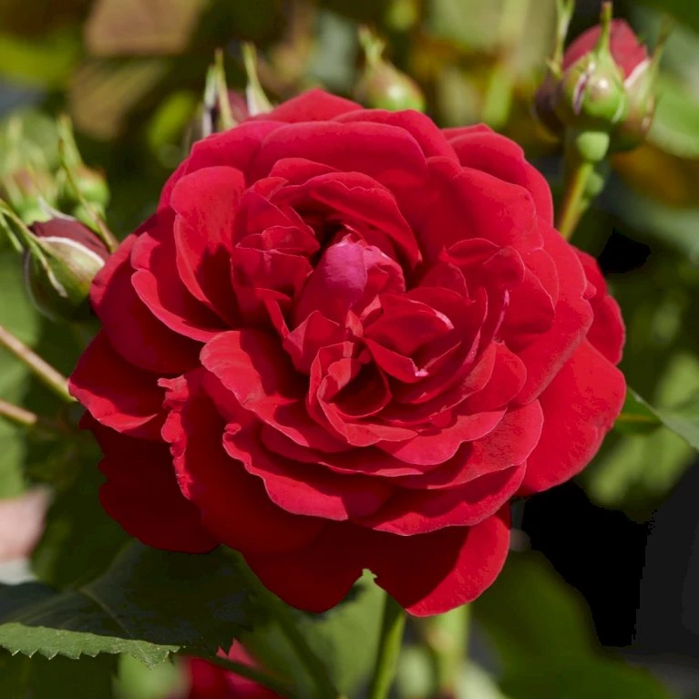'Grenada'™ Rosa X 'Grenada'™ (Slotsrose) A-Kvalitet,- barrods roser min. 3 grene 'Grenada'™ Rosa X 'Grenada'™ (Slotsrose) A-Kvalitet,- Barrods Roser Min. 3 Grene -Plantetorvet p12877 51795 rosa x grenada slotsrose 883a