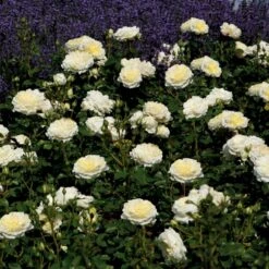 'Kronprinsesse Mary'™ Rosa X 'Kronprinsesse Mary'™ (Slotsrose) A-Kvalitet,- Barrods Roser Min. 3 Grene