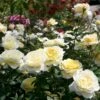 'Stockholm'™ Rosa X 'Stockholm'™ (Slotsrose) A-Kvalitet,- Barrods Roser Min. 3 Grene -Plantetorvet p12887 51862 rosa x stockholm slotsrose 7d26