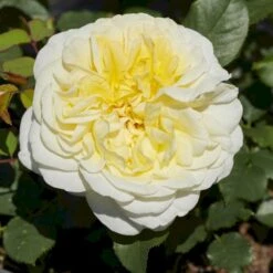 'Stockholm'™ Rosa X 'Stockholm'™ (Slotsrose) A-Kvalitet,- Barrods Roser Min. 3 Grene -Plantetorvet p12887 51863 rosa x stockholm slotsrose dea6